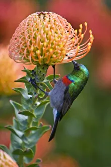 Greater Double-collared Sunbird feeds on Pincushion Protea at Kirstenbosch National Greater Double-collared Sunbird feeds on Pincushion Protea at Kirstenbosch National