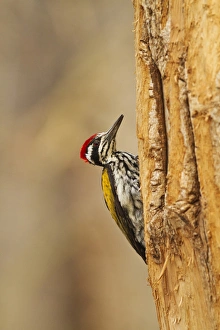 Greater Flameback Woodpecker scouting for nesting site, Tadoba Andheri Tiger Reserve Greater Flameback Woodpecker scouting for nesting site, Tadoba Andheri Tiger Reserve