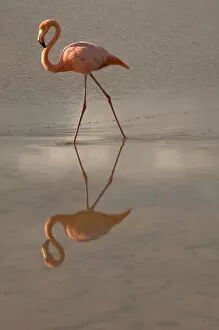 Greater Flamingo, Ecuador