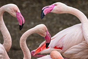Greater flamingos (captive). Cincinnati Zoo, Ohio Greater flamingos (captive). Cincinnati Zoo, Ohio