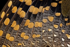 Greater Painted Snipe = Crostratula benghalensis Greater Painted Snipe = Crostratula benghalensis