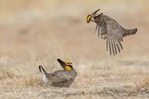 Greater prairie chickens, dominance dispute