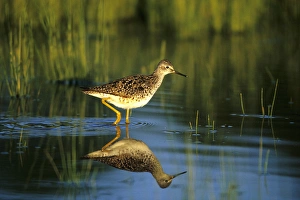 Greater Yellowlegs (Tringa melanoleuca) in wetland, Marion Co, Illinois Greater Yellowlegs (Tringa melanoleuca) in wetland, Marion Co, Illinois