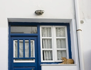 Greece, Mykonos. Orange tabby cat rests on ledge next to blue door and white window and curtains Greece, Mykonos. Orange tabby cat rests on ledge next to blue door and white window and curtains