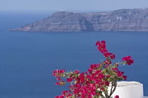 Aegean Sea Gallery: Greece, Santorini. Bougainvillea in bloom standing out vibrantly against the blue of the Aegean Sea