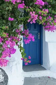 Tourist Destination Gallery: Greece, Santorini. A picturesque blue door is surrounded by pink bougainvillea in Firostefani