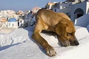 Images Dated 8th June 2005: Greece, Santorini, Thira, Oia. Cautious dog lying on villa roof, with town in background