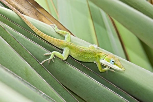 Green Anole (Anolis carolinensis) hunting insects on yucca, south Texas, USA, September Green Anole (Anolis carolinensis) hunting insects on yucca, south Texas, USA, September