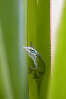 A green anole is an arboreal lizard located on the island of Kauai, Hawaii, USA