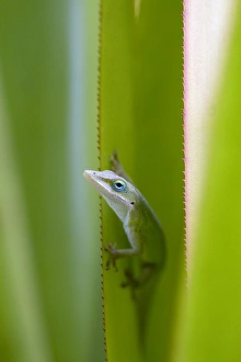 A green anole is an arboreal lizard located on the island of Kauai, Hawaii, USA A green anole is an arboreal lizard located on the island of Kauai, Hawaii, USA