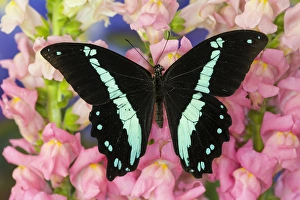 Green-banded Swallowtail or African Blue-banded Swallowtail Butterfly, Papilio nireus Green-banded Swallowtail or African Blue-banded Swallowtail Butterfly, Papilio nireus