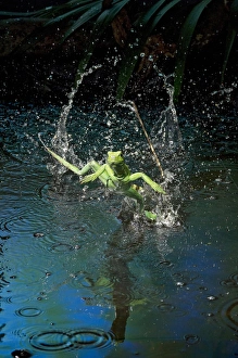 Green basilisk or plumed basilisk running on water (Basiliscus plumifrons), Costa Rica Green basilisk or plumed basilisk running on water (Basiliscus plumifrons), Costa Rica