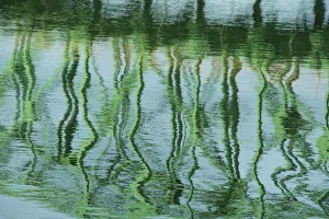 <b class=qtipBold><figcaption>Green bridge reflection in water</figcaption></b><br>Green bridge reflection in water.<br><em>© Cindy Miller Hopkins / DanitaDelimont.com</em> Green bridge reflection in water