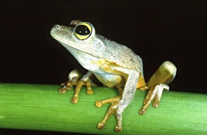 Green-eyed Treefrog, Hyla crepitans, Native to Northern South America Green-eyed Treefrog, Hyla crepitans, Native to Northern South America
