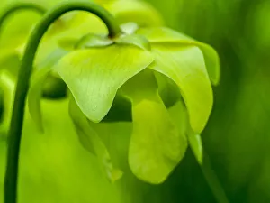 The green flowers of the Pitcher plant, Sarracenia, a carnivorous plant The green flowers of the Pitcher plant, Sarracenia, a carnivorous plant