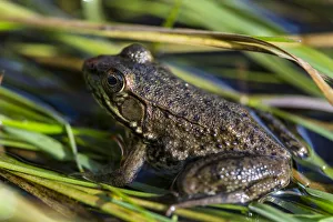 A green frog, rana clamitans melanota, in the grass next to the Mattawamkeag River in A green frog, rana clamitans melanota, in the grass next to the Mattawamkeag River in