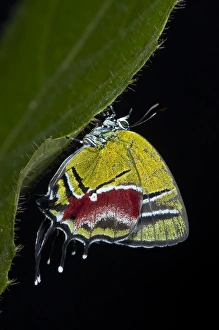 Green Hairstreak Butterfly (Lycaeninae), Yasuni National Park, Amazon Rainforest, ECUADOR Green Hairstreak Butterfly (Lycaeninae), Yasuni National Park, Amazon Rainforest, ECUADOR