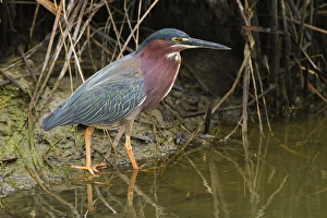 Green Heron (Butorides virescens) adult in marsh Green Heron (Butorides virescens) adult in marsh