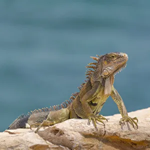 Green iguana, Cabo Rojo cliffs in front of the lighthouse Green iguana, Cabo Rojo cliffs in front of the lighthouse