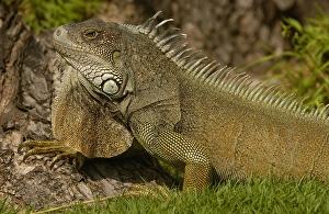 Green Iguana Iguana iguana Guayaquil, Seminario Park ECUADOR, South America Green Iguana Iguana iguana Guayaquil, Seminario Park ECUADOR, South America