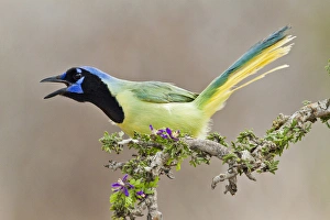 Images Dated 19th March 2011: Green Jay (Cyanocorax yncas) adult calling
