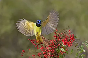 Green Jay (Cyanocorax yncas) landing on stump Green Jay (Cyanocorax yncas) landing on stump