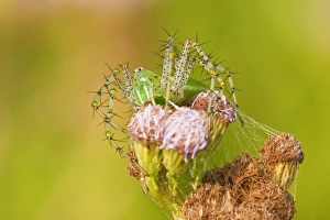 Green Lynx Spider camouflaged on a mist flower on the US/Mexico border in south Texas Green Lynx Spider camouflaged on a mist flower on the US/Mexico border in south Texas