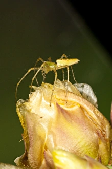 Green Lynx Spider Peucetia viridans South Eastern Arizona Green Lynx Spider Peucetia viridans South Eastern Arizona