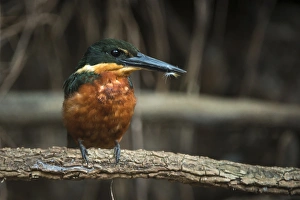 Green & Rufous Kingfisher (Chloroceryle inda), Northern Pantanal, Mato Grosso, Brazil Green & Rufous Kingfisher (Chloroceryle inda), Northern Pantanal, Mato Grosso, Brazil