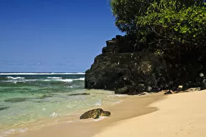 Images Dated 28th March 2010: Green Sea Turtle (Chelonia mydas) comes ashore, Hideaways Beach, Princeville, Kauai
