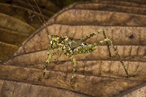 Green Spiny Katydid (Tettigoniidae), Yasuni National Park, Amazon Rainforest, ECUADOR Green Spiny Katydid (Tettigoniidae), Yasuni National Park, Amazon Rainforest, ECUADOR