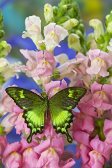 Green Swallowtail Butterfly Papilio neumogeni Green Swallowtail Butterfly Papilio neumogeni