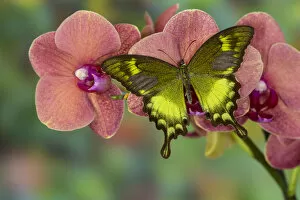 Swallowtail Gallery: Green Swallowtail Butterfly Papilio neumogeni
