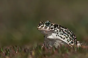 Green Toad, Bufo viridis, adult, National Park Lake Neusiedl, Burgenland, Austria Green Toad, Bufo viridis, adult, National Park Lake Neusiedl, Burgenland, Austria