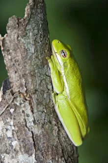 Images Dated 18th October 2010: Green Tree Frog (Hyla cinerea) dormant on log in east Texas