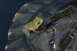 Green treefrog on Cumberland Slider shell Hyla cinera/Trachemys scripta troostii Green treefrog on Cumberland Slider shell Hyla cinera/Trachemys scripta troostii