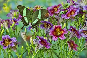 Green tropical swallowtail butterfly, Papilio palinurus daedalus, on grouping of painted Green tropical swallowtail butterfly, Papilio palinurus daedalus, on grouping of painted