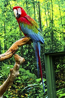green Wing Macaw Originally from South America green Wing Macaw Originally from South America
