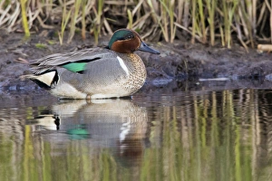 <b class=qtipBold><figcaption>Green-winged Teal Drake</figcaption></b><br><em>© Ken Archer / DanitaDelimont.com</em> Green-winged Teal Drake