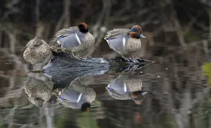 Green-winged teal, resting in flooded woodland Green-winged teal, resting in flooded woodland