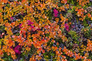 Greenland, Eqip Sermia. Dwarf birch in fall color Greenland, Eqip Sermia. Dwarf birch in fall color