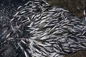 Greenland, Shoals of spawning Capelin (Mallotus villosus) beach themselves on rocky Greenland, Shoals of spawning Capelin (Mallotus villosus) beach themselves on rocky