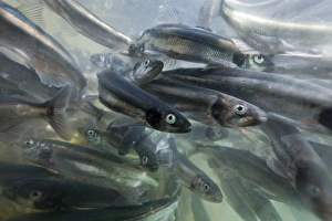 Greenland, Underwater view of shoals of Capelin (Mallotus villosus) spawning in shallows Greenland, Underwater view of shoals of Capelin (Mallotus villosus) spawning in shallows