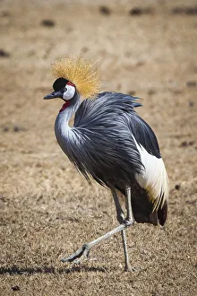 A grey crown crane is seen in Ngorongoro Crater, Tanzania A grey crown crane is seen in Ngorongoro Crater, Tanzania