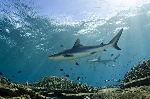 Grey Reef Shark (Carcharhinus amblyrhynchos), In shallow water on coral reef, Benga Lagoon Grey Reef Shark (Carcharhinus amblyrhynchos), In shallow water on coral reef, Benga Lagoon