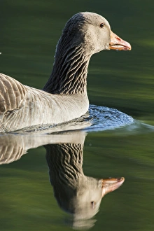 Greylag goose (Anser anser). Europe, central europe, germany, bavaria, munich, May Greylag goose (Anser anser). Europe, central europe, germany, bavaria, munich, May