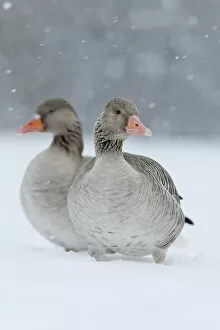 Greyleg Goose (Anser anser) during winter, snowfall and in deep snow, Germany