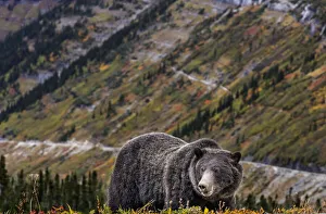 Grizzly bear along Going-to-the-Sun Road in Glacier National Park, Montana, USA Grizzly bear along Going-to-the-Sun Road in Glacier National Park, Montana, USA