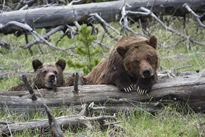 <b class=qtipBold><figcaption>Grizzly Bear Sow and Cub</figcaption></b><br><em>© Ken Archer / DanitaDelimont.com</em> Grizzly Bear Sow and Cub