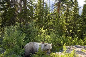 Images Dated 27th June 2007: Grizzly bear (Ursus arctos horribilis), Moraine Lake, Banff National Park, Alberta